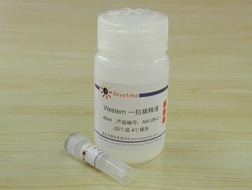 Actin抗体(小鼠单抗)